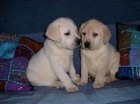 cachorritos de LABRADOR con PEDIGREE 360 EUROS - mejor precio | unprecio.es