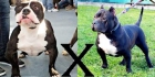 CAMADA DE AMERICAN BULLY - mejor precio | unprecio.es