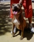 camada pitbull - mejor precio | unprecio.es