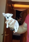 chihuahua autentikos - mejor precio | unprecio.es
