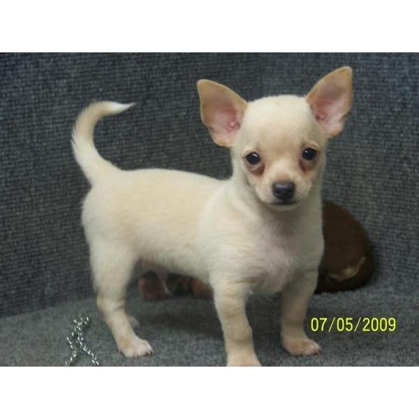 Chihuahua cachorros dulce para la adopción libre (nmpphlibert@gmail.com)