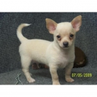 Chihuahua cachorros dulce para la adopción libre (nmpphlibert@gmail.com) - mejor precio | unprecio.es