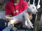 Disponemos de cACHORROS CON 2 MESES BULLTERRIER PARA ENTREGAR - mejor precio | unprecio.es