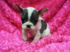 EE especatcular Bulldog Frances - mejor precio | unprecio.es