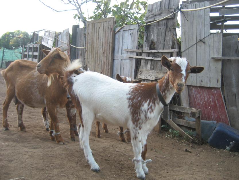 lote de 6 cabras raza  Florida