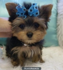 Preciosos cachorritos de yorkshire! - mejor precio | unprecio.es