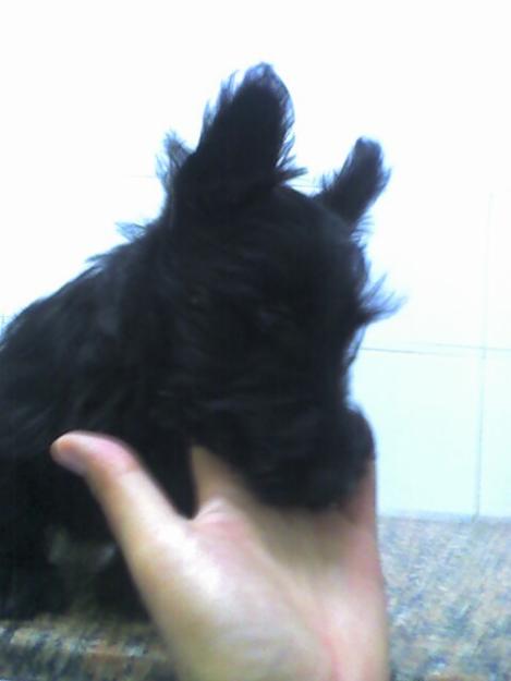 SCOTTISH TERRIER