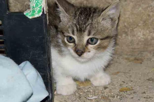Tito, gatito bebe en adopción