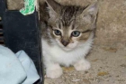 Tito, gatito bebe en adopción - mejor precio | unprecio.es