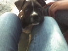 vendo cachorro de boxer - mejor precio | unprecio.es