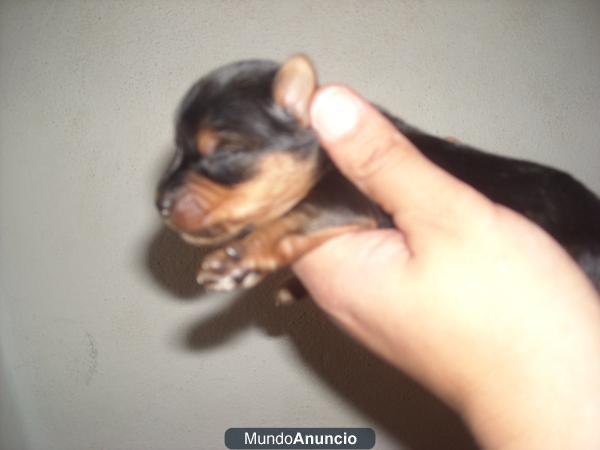 yorkshire terrier