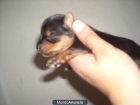 yorkshire terrier - mejor precio | unprecio.es
