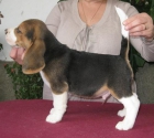 Beagle, preciosos cachorros disponibles - mejor precio | unprecio.es