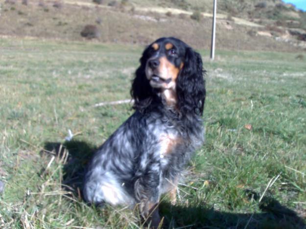 BUSCO PERRA  COCKER SPRINGER SPANIEL