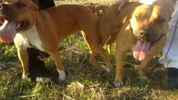 cachorros american stanford