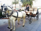 COCHE de caballos para bodas, ferias, romerÍas - mejor precio | unprecio.es