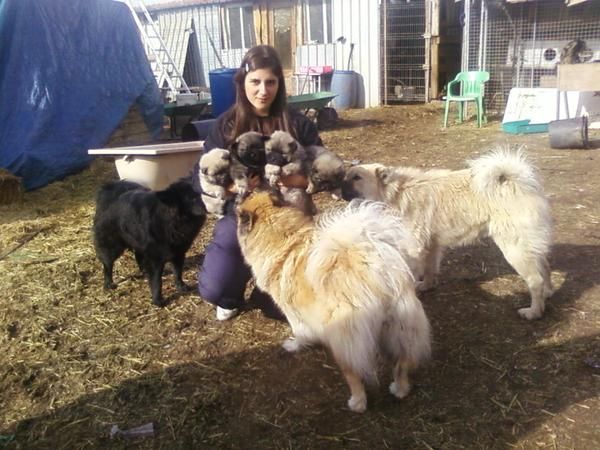 eurasier macho para montas