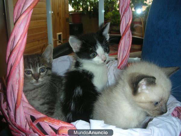 GATITOS BEBES EN ADOPCION