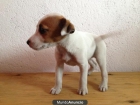 jack ruseel - mejor precio | unprecio.es