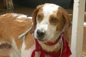 Ofrecemos en adopcion a nuestro perrito beagle no lo podemos cuidar