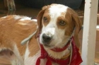 Ofrecemos en adopcion a nuestro perrito beagle no lo podemos cuidar - mejor precio | unprecio.es