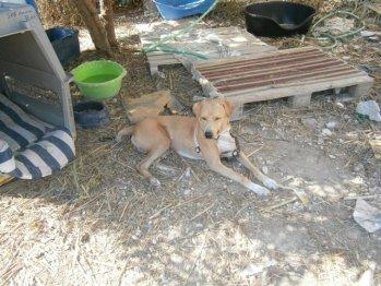 PIPO, CRUCE DE LABRADOR NECESITA ADOPCION URGENTE!!!!! ALICANTE!!