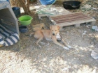 PIPO, CRUCE DE LABRADOR NECESITA ADOPCION URGENTE!!!!! ALICANTE!! - mejor precio | unprecio.es
