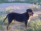 rocky,x rottwailer,muy cariñoso,adopcion - mejor precio | unprecio.es