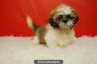 Shih Tzu Preciosos Ejemplares mACHOS Y HEMBRAS - mejor precio | unprecio.es