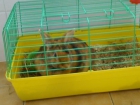 Vendo coneja - mejor precio | unprecio.es