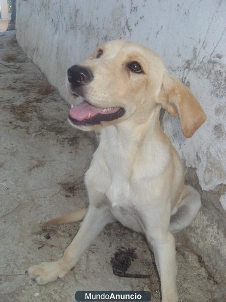 Doy perrito bueno y cariñoso desparasitado