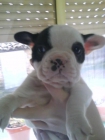 bulldog frances - mejor precio | unprecio.es