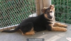 Cachorrita de Pastor aleman con pedigree - mejor precio | unprecio.es