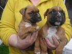 cachorros de boxer - mejor precio | unprecio.es