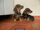 CACHORROS DE TEKEL - mejor precio | unprecio.es