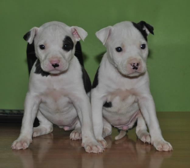 Cachorros perros de pitbull