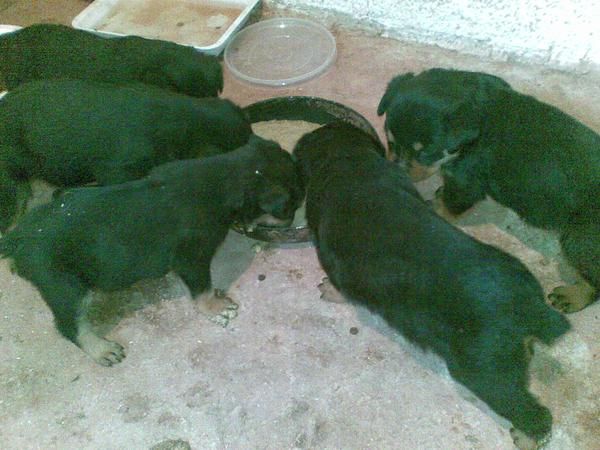 cachorros rottweiler