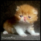 Preciosos gatitos persa con Pedigree - mejor precio | unprecio.es