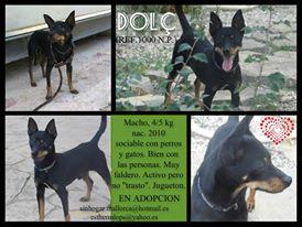 Dolç Ratero precioso en Adopción