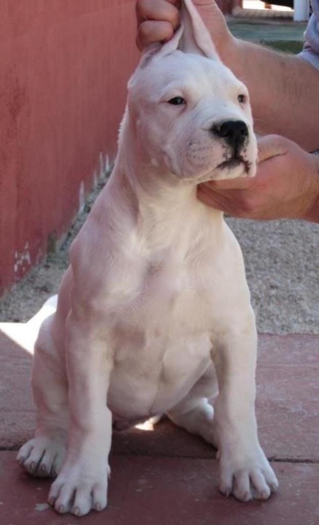 *oportunidad* camadas de dogo argentino