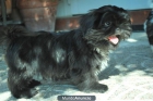 Cachorritos Shih Tzu de excelente caracter - mejor precio | unprecio.es