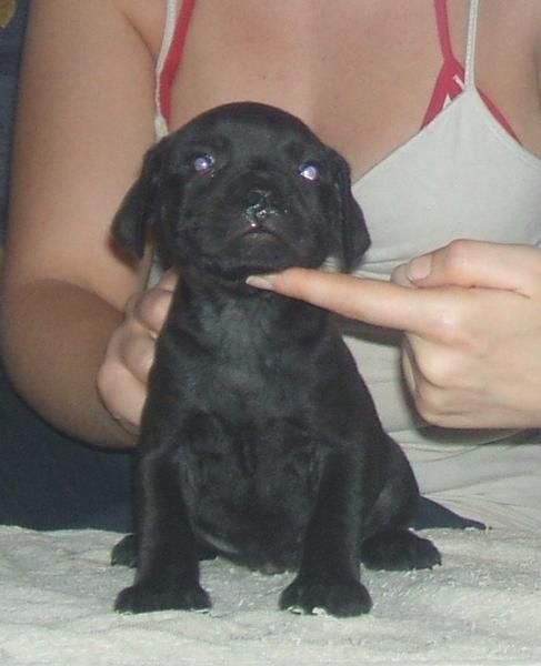 cachorros de staffordshire bull terrier