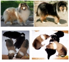 Excelente Camada, Cachorros Rough Collie - mejor precio | unprecio.es