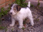 Fox terrier oferta - mejor precio | unprecio.es