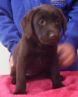 labrador retriever chocolate