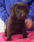 labrador retriever chocolate - mejor precio | unprecio.es