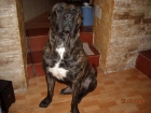 presa canario para montas - mejor precio | unprecio.es