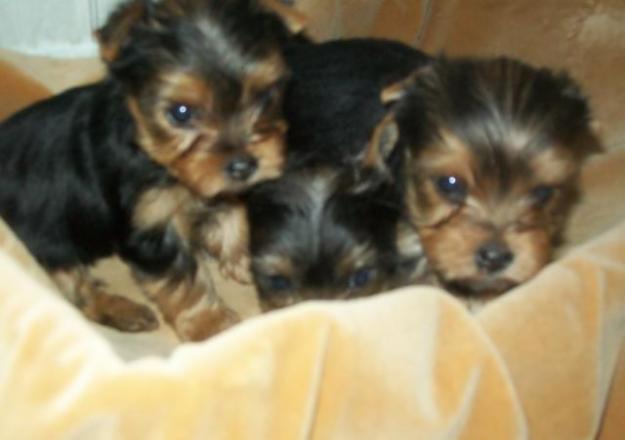 Yorkshires  minis pura raza nacidos en mallorca TEL 634561018