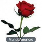 ROSAS DÍA DE SANT JORDI - mejor precio | unprecio.es