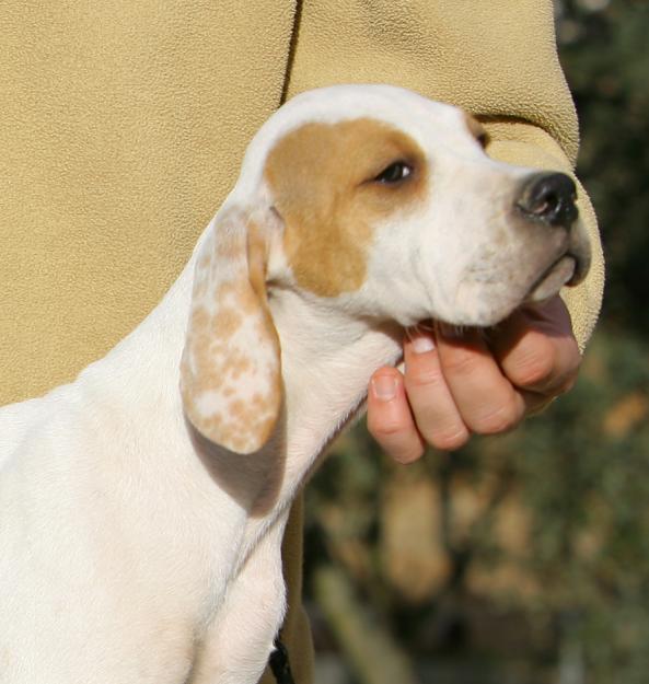 CACHORROS POINTER HIJOS CAMPEÓN DE ESPAÑA